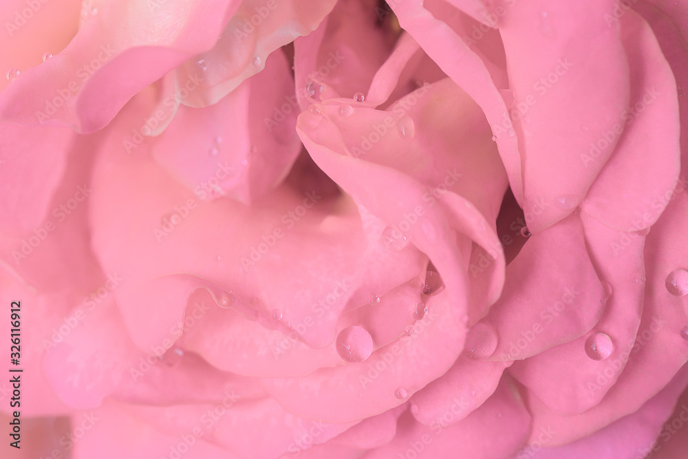 Fototapeta premium Beautiful purple rose flowerhead with waterdrops. Close up