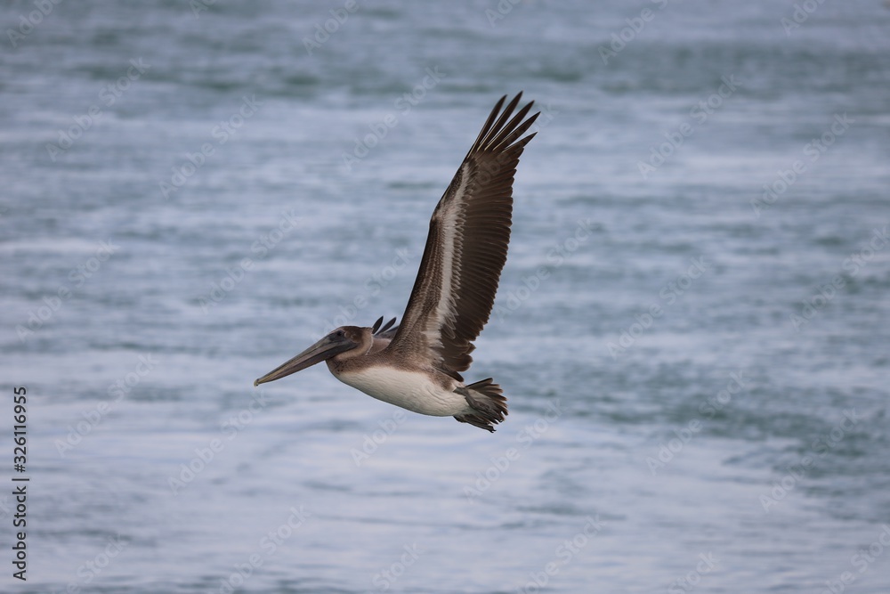 Closeup image of pelican in flight with water in background Closeup image of pelican in flight with water in background