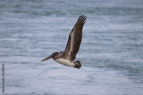 Closeup image of pelican in flight with water in background