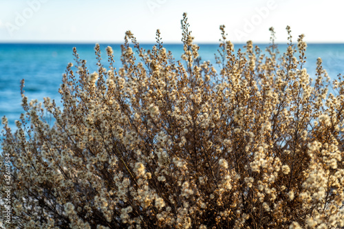 yellow grass and bush near the sea