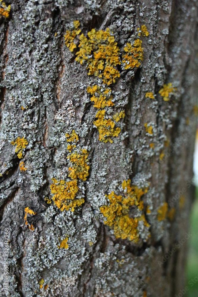 light birch tree bark with green moss, natural wood, close-up light birch tree bark with green moss, natural wood, close-up