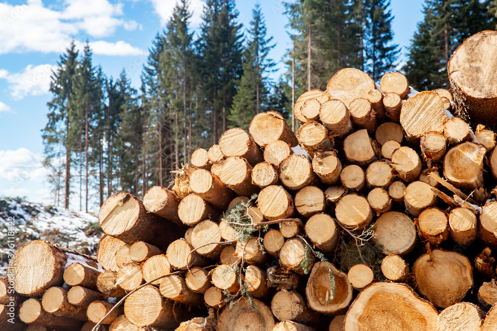 Stacked wood logs tree background blue sky. Concept lumber timber industry deforestation Stacked wood logs tree background blue sky. Concept lumber timber industry deforestation