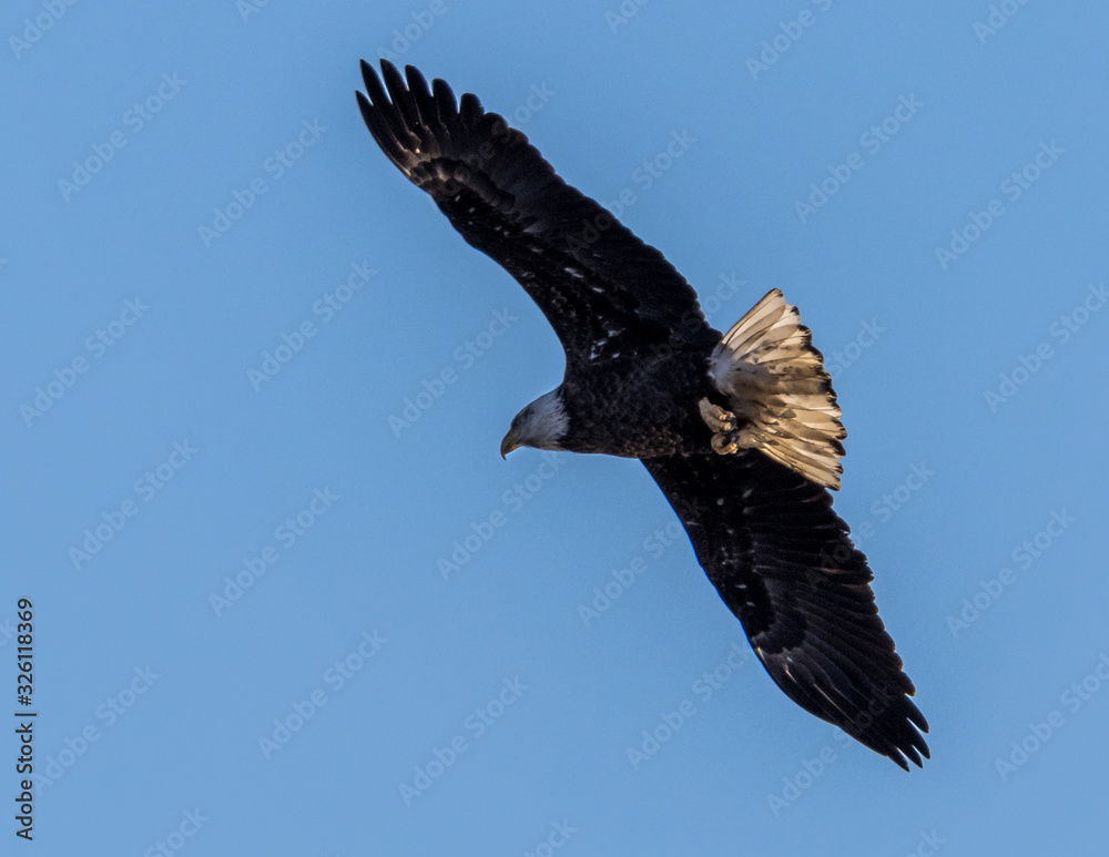 Obraz premium American Bald Eagle soaring