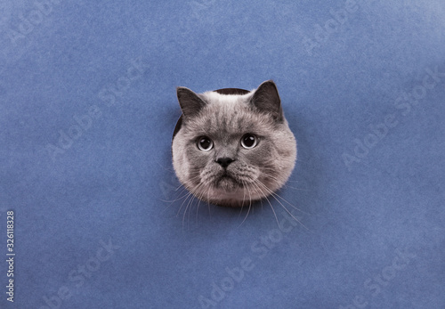 Funny cat British Shorthair looks out of a torn hole in a paper