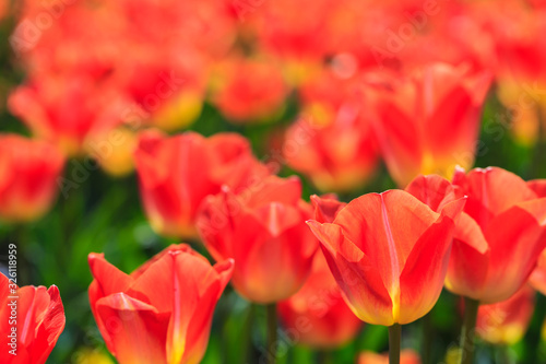 Closeup of red-orange tulips flowers with green leaves in the park outdoor. beautiful flowers in spring