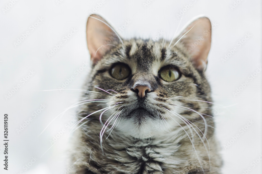 Cat on white background. Pets