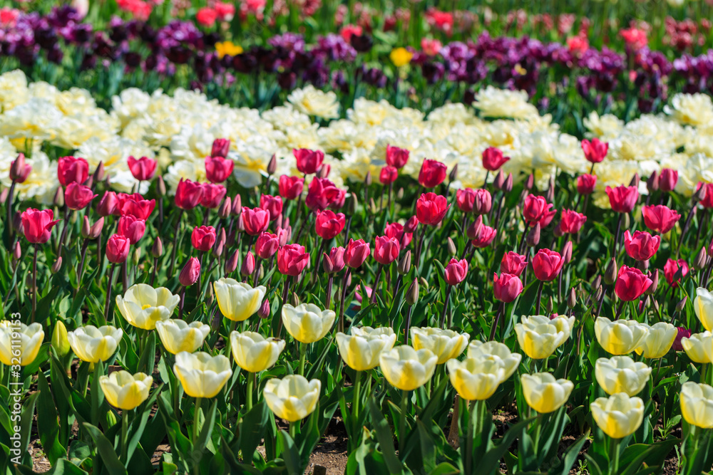 Colorful tulips in individual clubs in a flower garden or farm. spring flowers
