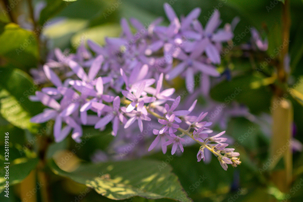 Selective focus Petrea volubilis flower in a garden.Commonly known as purple wreath, queen's wreath, sandpaper vine, and nilmani. Selective focus Petrea volubilis flower in a garden.Commonly known as purple wreath, queen's wreath, sandpaper vine, and nilmani.