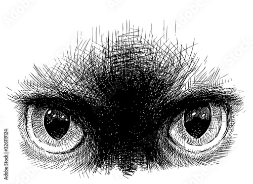 Freehand drawing of the eyes of siamese cat