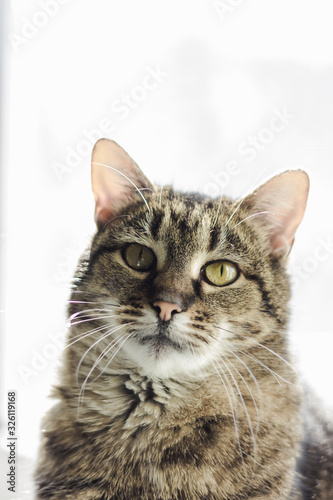 Cat on white background. Pets