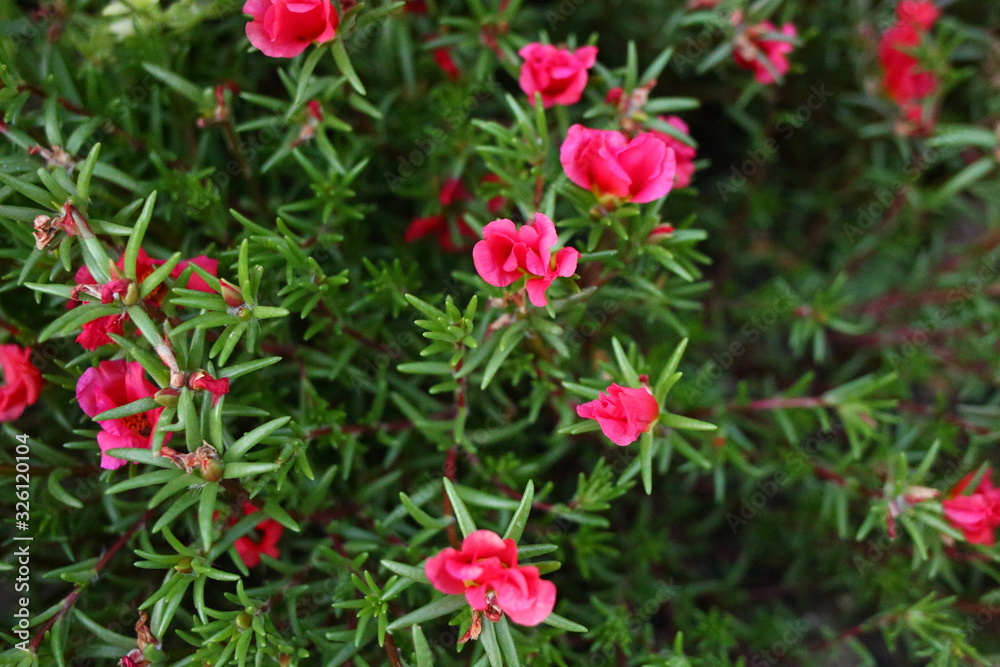  red flowers blooms in summer in the flower beds, close-up