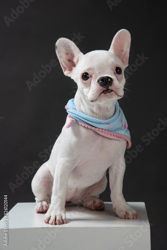 bulldog dressed in blue scarf on dark background on top of a white box on a dark background.