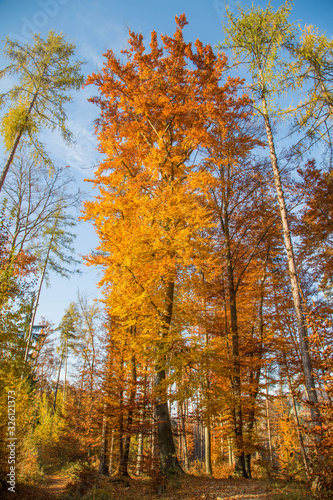 Herbstfarben