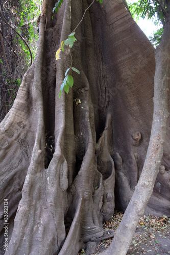 Kapok tree (Fromager, Ceiba pentandra var. guineensis) - buttress roots- 