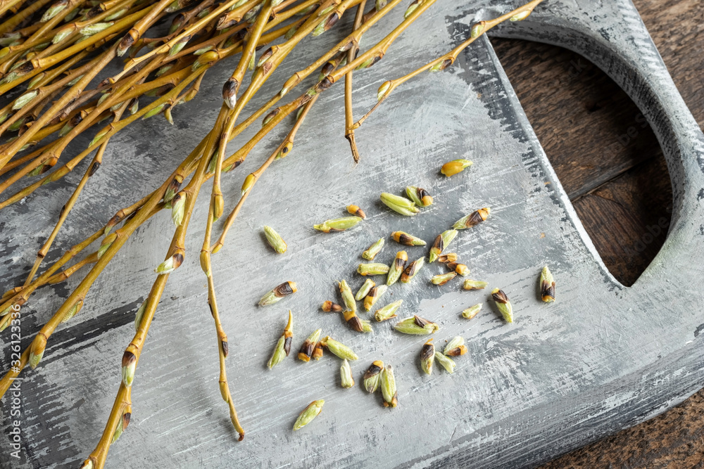 Obraz premium Willow buds - ingredients to prepare a gemmotherapeutic tincture