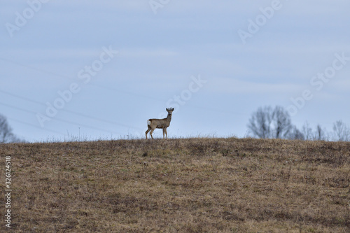 Roe deer jumping in the winter forest 