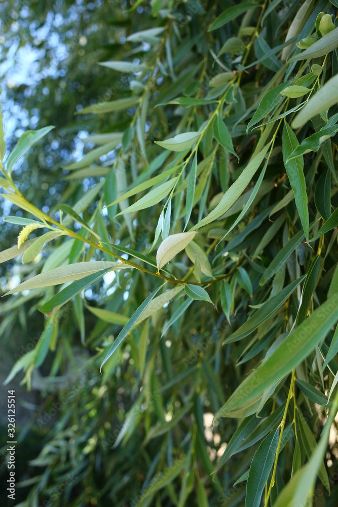 green willow branch with leaves on nature in summer green willow branch with leaves on nature in summer