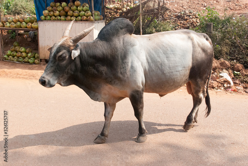 Sacred Cow, Goa, India