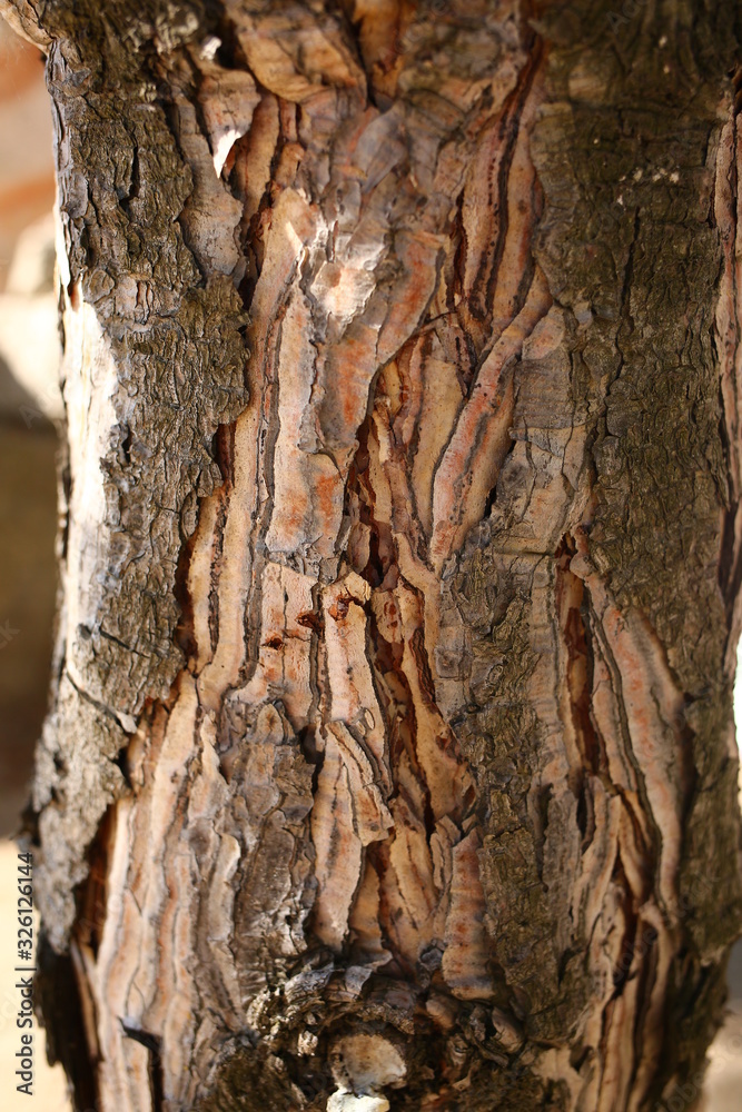  brown tree bark, natural wood, close-up
