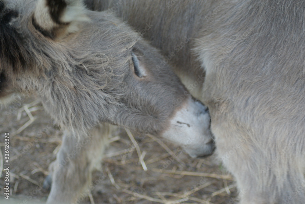 Donkey Donkey