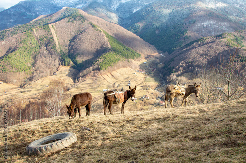  Donkey in nature