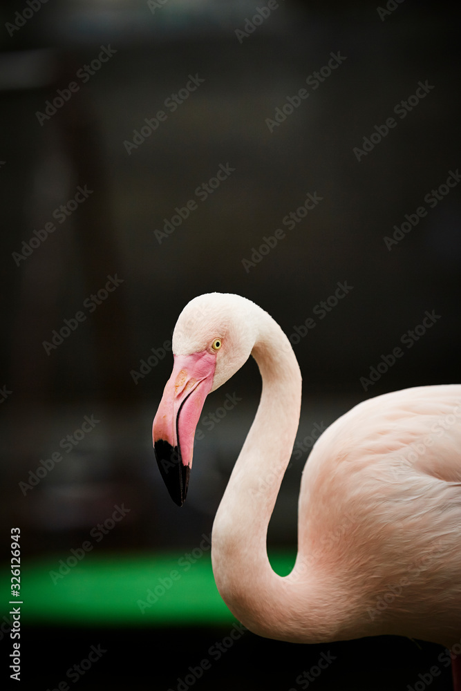 Fototapeta premium pink flamingo isolated on white background