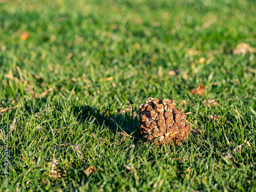 Close up shot of a pine cone