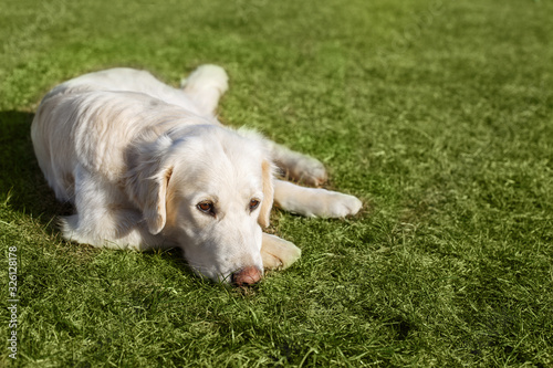 Beautiful Golden Retriever dog lying on the grass