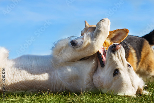 Welsh Corgi Pembroke and Golden Retriever playing in the garden on green grass. Dods have fun photo