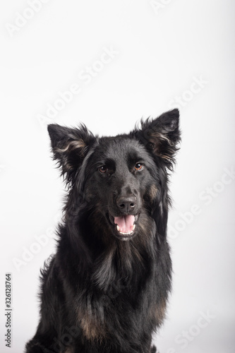 adorable portrait of Border Collie mix black color, healthy and happy, in the photo studio on white background.