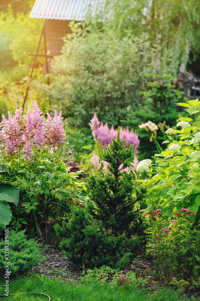 summer garden view with blooming astilbe, dwarf conifers and other shrubs. Landscape design