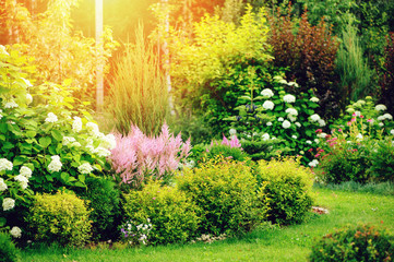 mixed border in summer garden with yellow spirea japonica, pink astilbe, hydrangea. Planting together shrubs and flowers
