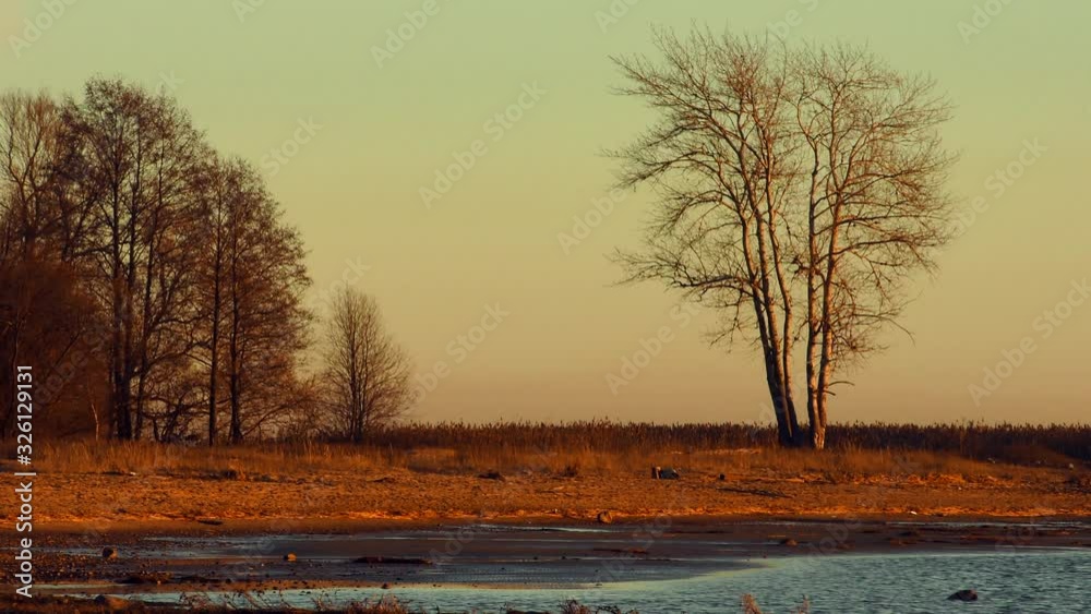 A lonely tree without foliage standing on the shore of the bay in light of sunset A lonely tree without foliage standing on the shore of the bay in light of sunset