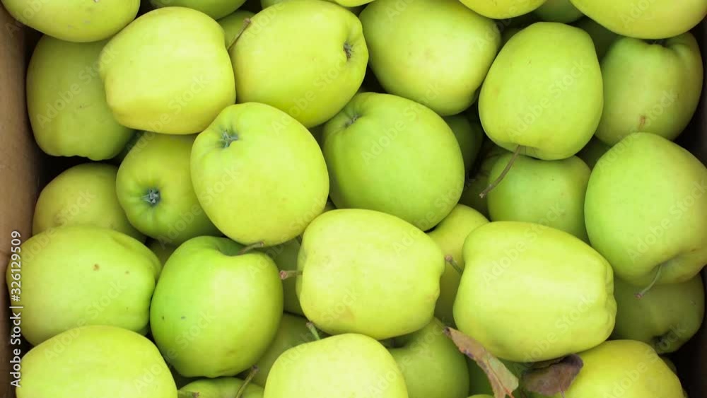 Apples of the grade golden delicious. Background of green apples Apples of the grade golden delicious. Background of green apples