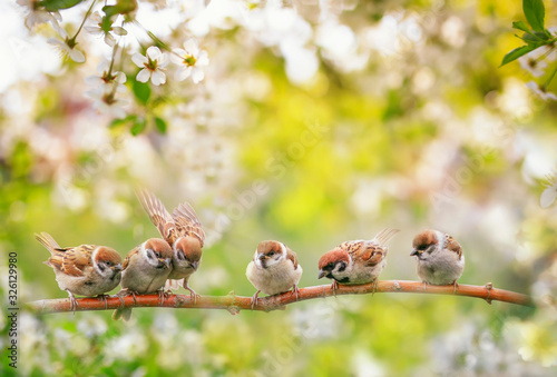 natural background with birds, sitting on branches with white cherry blossoms...