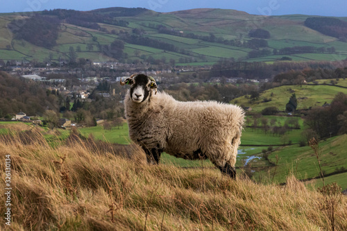 Sheep on Giggleswick Scar