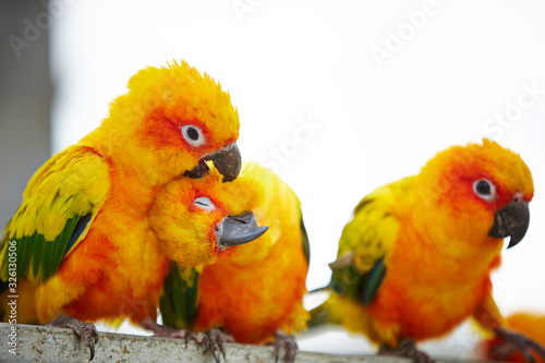 group of parrots © mnimage