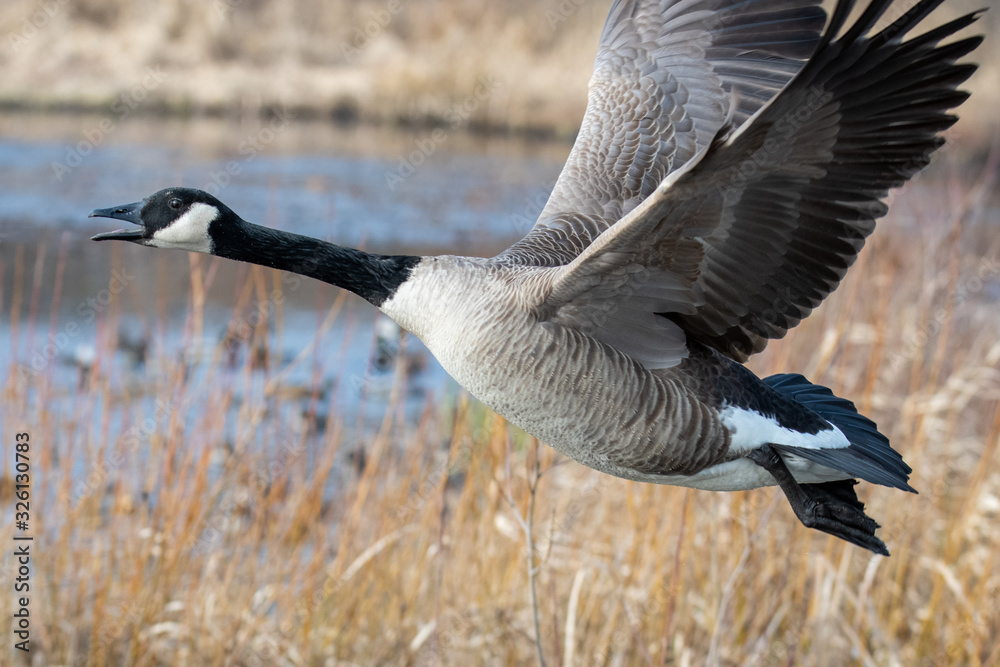 A closeup of a Canada goose flying in the air. Vancouver BC Canada A closeup of a Canada goose flying in the air. Vancouver BC Canada
