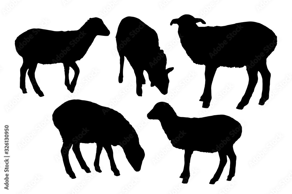 Sheep silhouettes set on white background