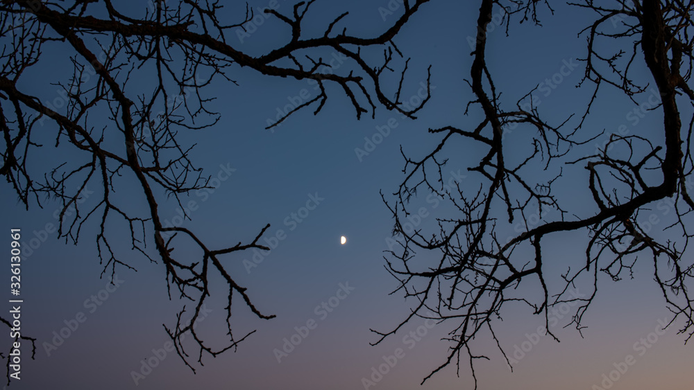 Tree branches and the moon against the evening sky. Tree branches and the moon against the evening sky.