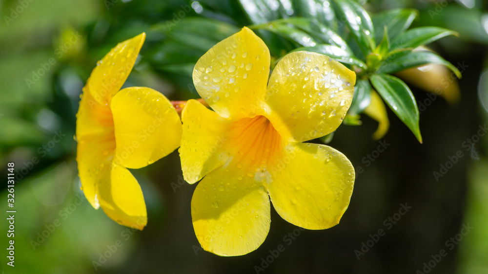 Obraz premium buttercup