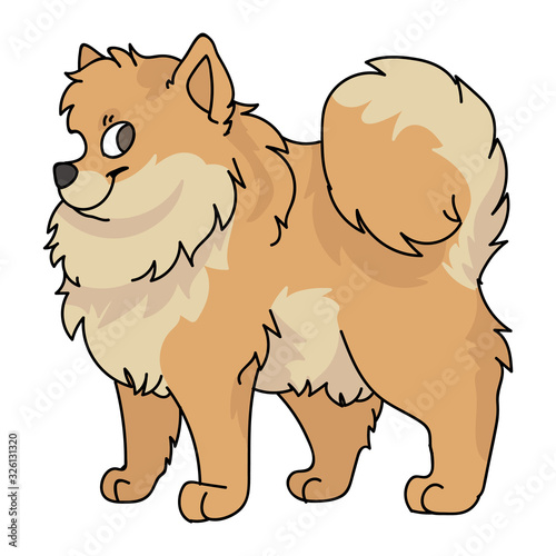 Cute cartoon pomeranian dog breed vector clipart. Pedigree kennel doggie breed for dog lovers. Purebred domestic puppy for pet parlor illustration mascot. Isolated canine fluffy spitz. EPS 10. 