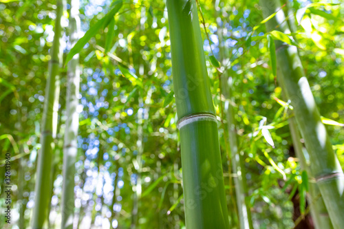 Fototapeta Naklejka Na Ścianę i Meble -  Bamboo forest with bamboo stems in natural greenery background