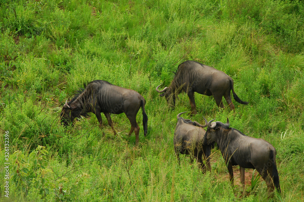 Tiere Afrikas Tiere Afrikas