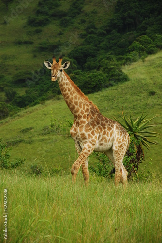 Giraffe