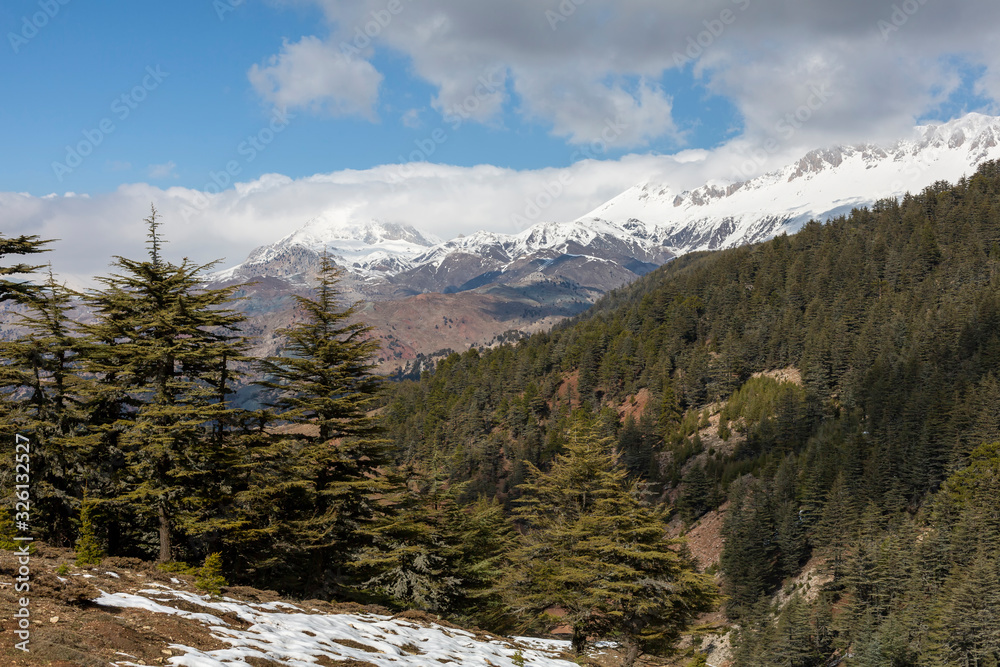 Dried cedar and snowy mountain views