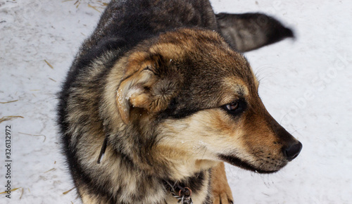 A rustic faithful dog looks away. Portrait of a beautiful yard dog on a leash in the yard. Black-brown dog with thick fur in the winter.
