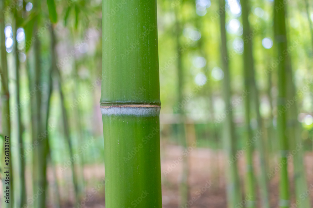 Bamboo stem close up in bamboo forest with natural greenery background. Bamboo stem close up in bamboo forest with natural greenery background.