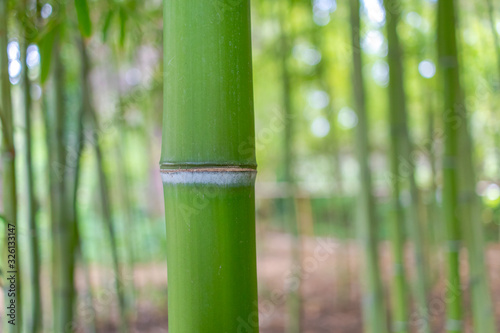 Bamboo stem close up in bamboo forest with natural greenery background.