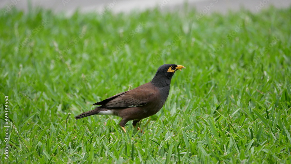 Obraz premium Vögel auf Mauritius